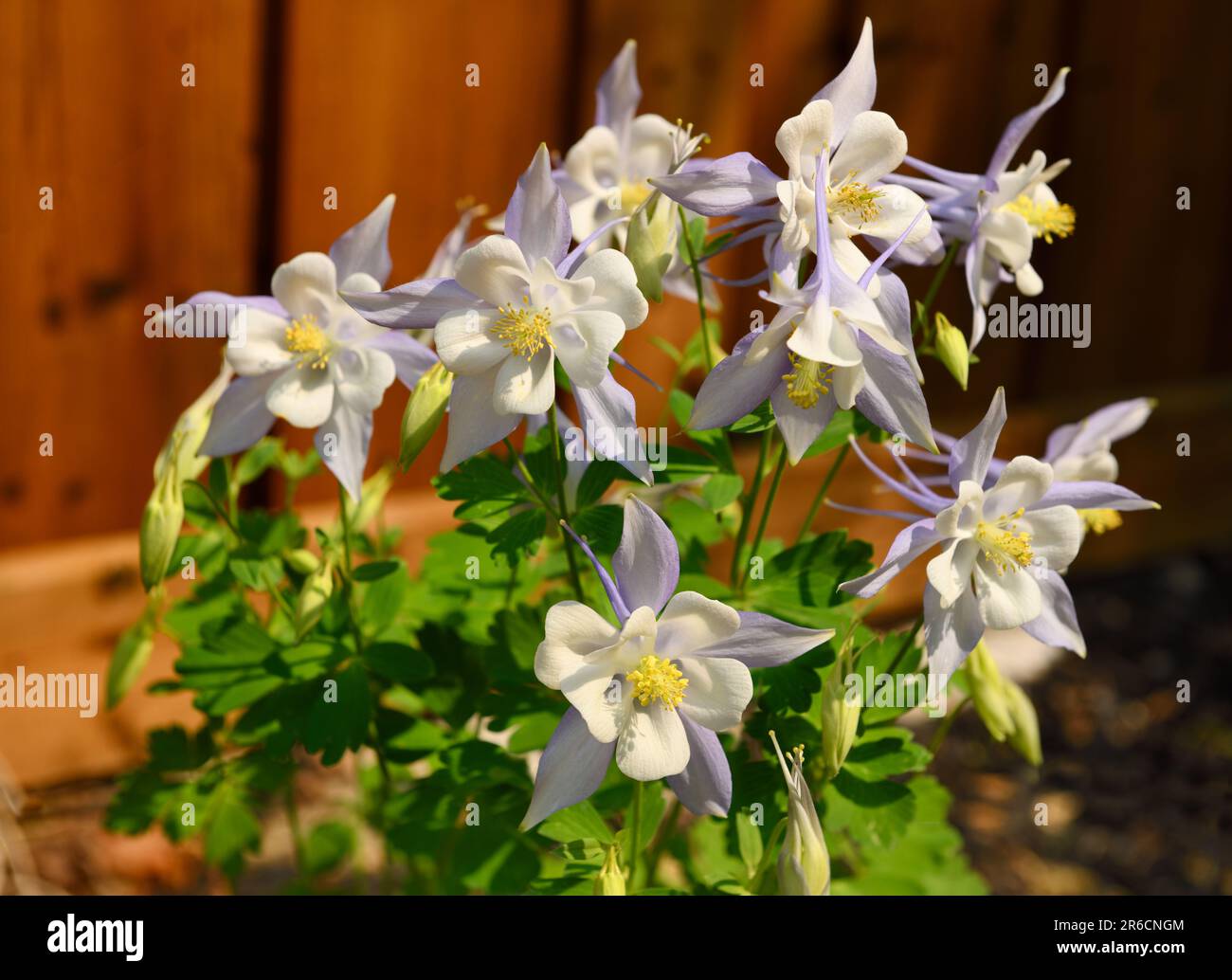 Flowering Columbine perennial hybrid Light Blue & White in Spring sunshine with blue sepals and white corolla Stock Photo