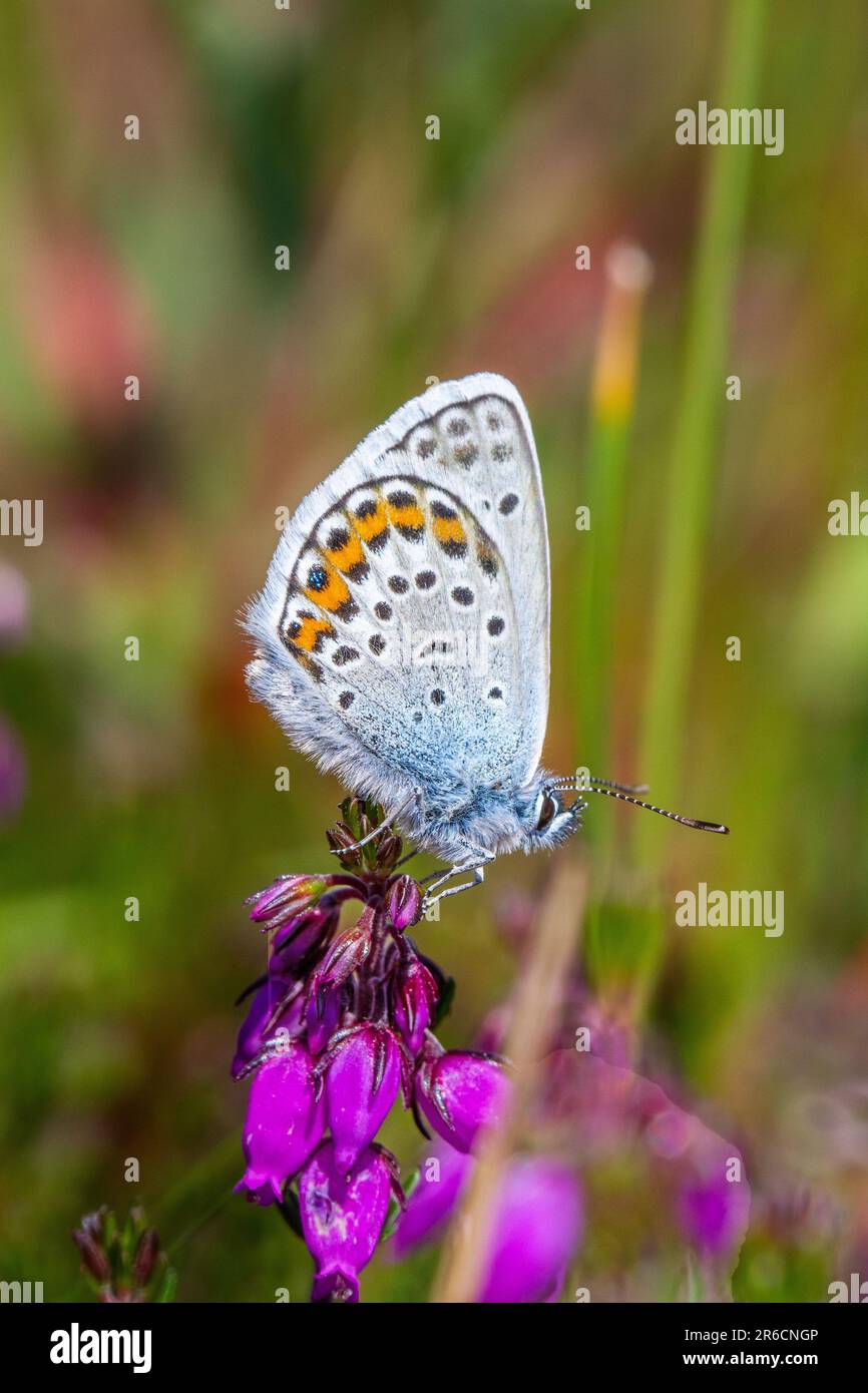 Silver-studded Blue butterfly Plebejus argus at the Butterfly conservation owned  Prees Heath nature reserve near Whitchurch Shropshire England Stock Photo