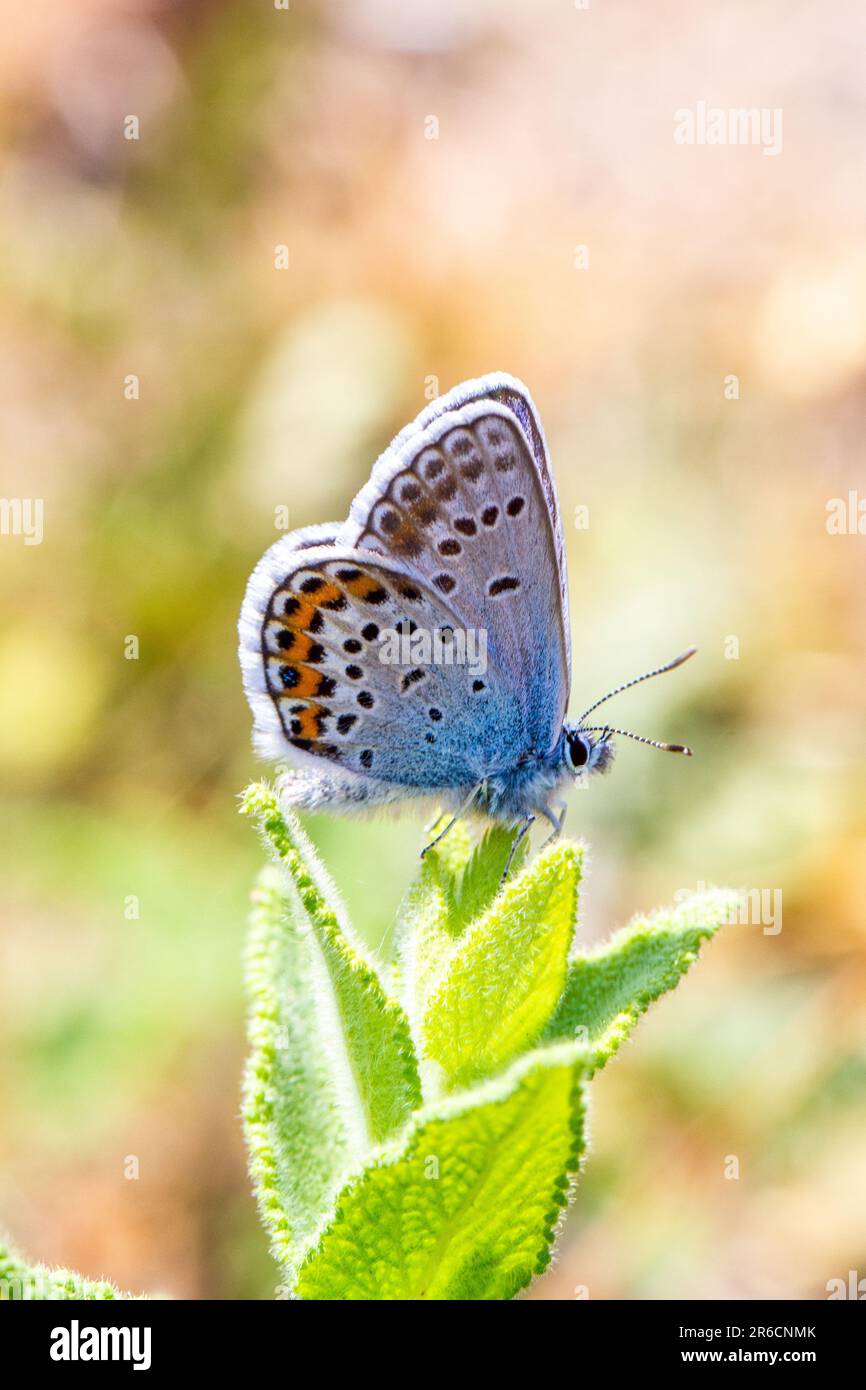 Silver-studded Blue butterfly Plebejus argus at the Butterfly conservation owned  Prees Heath nature reserve near Whitchurch Shropshire England Stock Photo