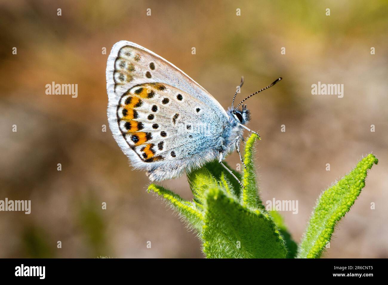 Silver-studded Blue butterfly Plebejus argus at the Butterfly conservation owned  Prees Heath nature reserve near Whitchurch Shropshire England Stock Photo