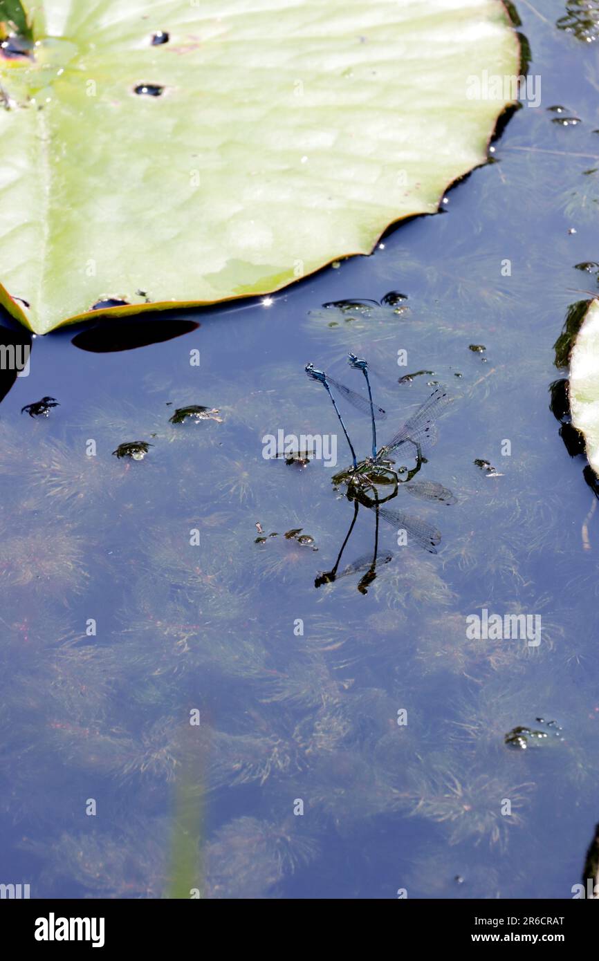 HufeisenAzurjungfern (Coenagrion puella) Eiablage im Gartenteich