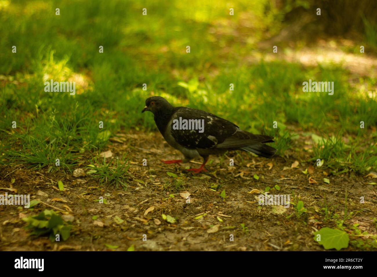 View of wild common wood pigeon bird with  gray body roaming on grassy ground in park Stock Photo