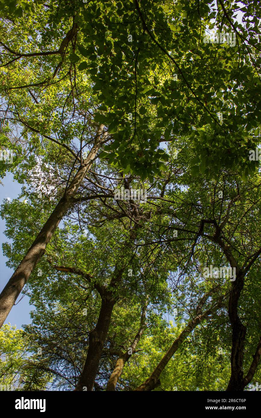Forest with lush fresh green leaves and trees on a bright sunny day, Nature background Stock Photo