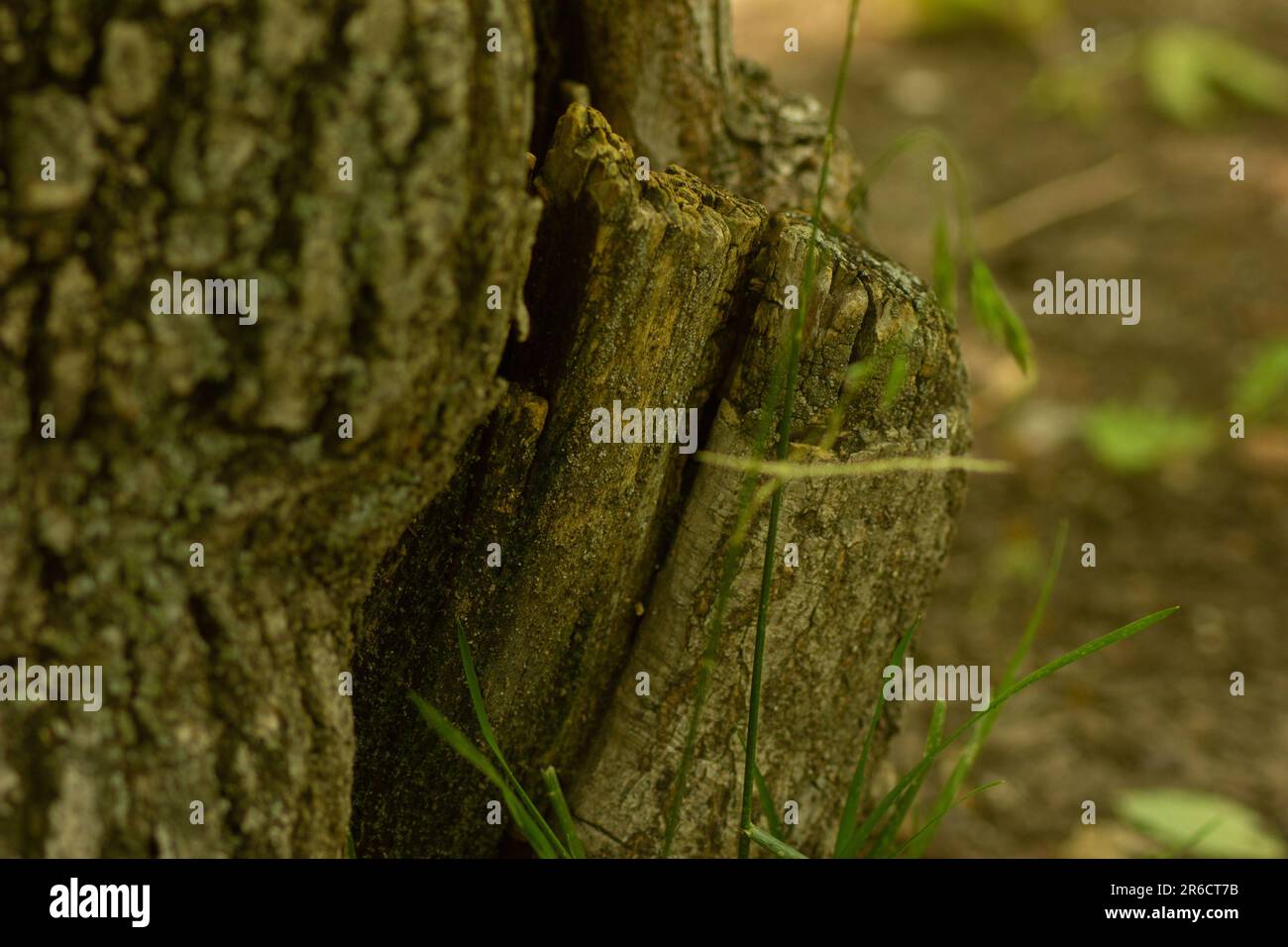 tree trunk texture nature background. Hollow with soil and plants in ...