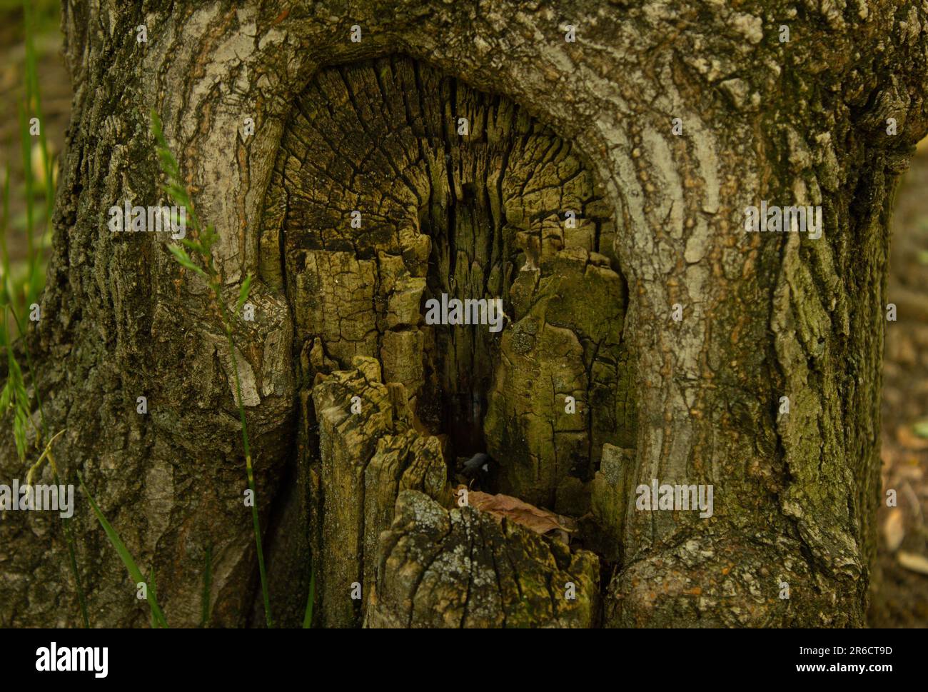 Hollow with soil and plants in the tree trunk. Old damaged tree in the park. Stock Photo