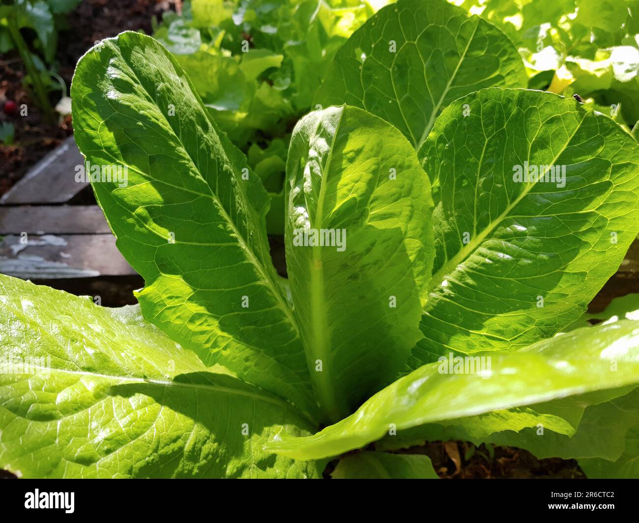 Green leaf lettuce grows in a vegetable garden. Fresh organic salad close-up. Vegetarian or vegan food Stock Photo