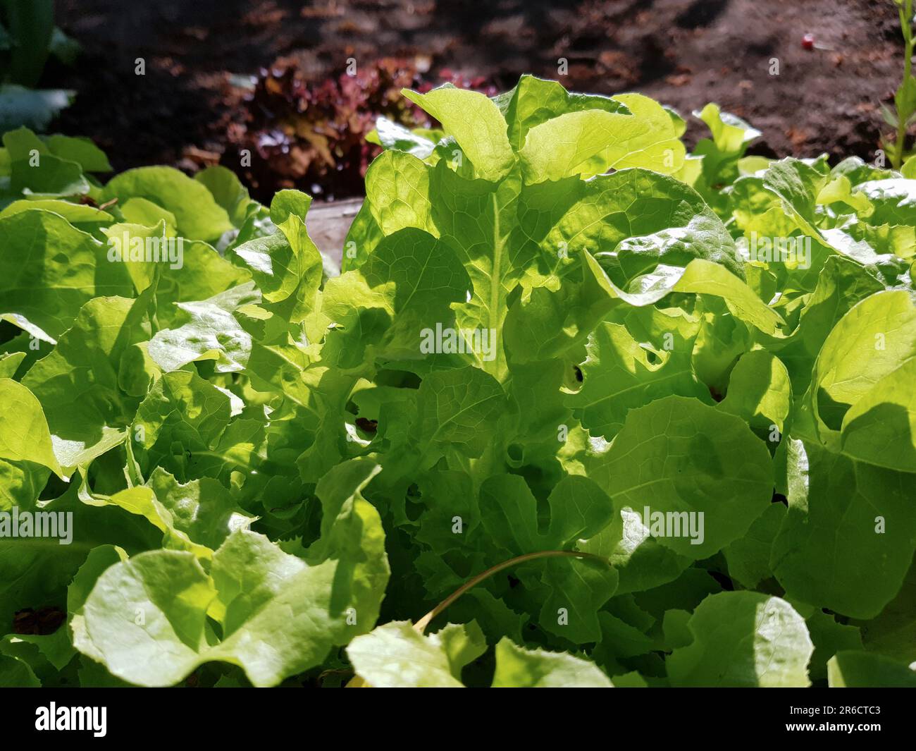 Green leaf lettuce grows in a vegetable garden. Fresh organic salad close-up. Vegetarian or vegan food Stock Photo