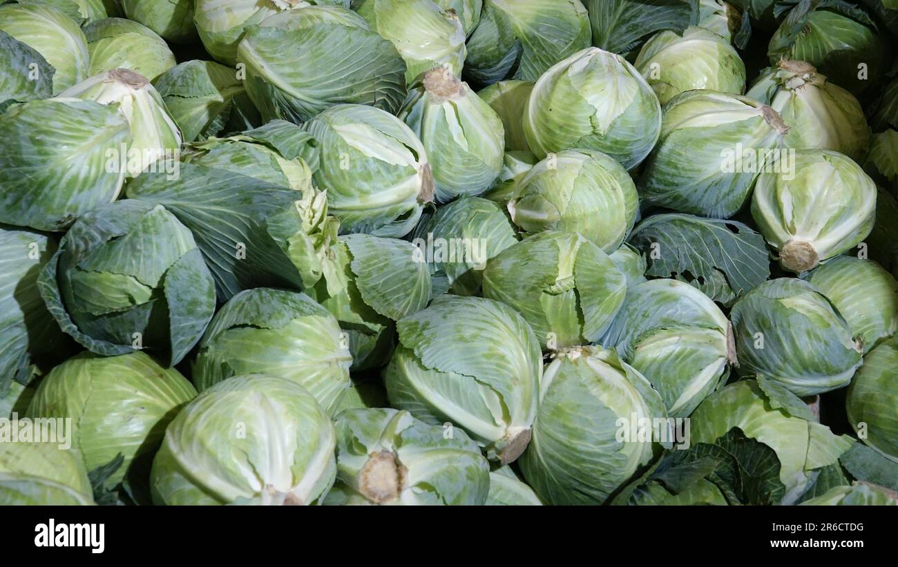 Big pile of green fresh cabbage in the refrigerated warehouse. Storage of fresh cabbage Stock Photo