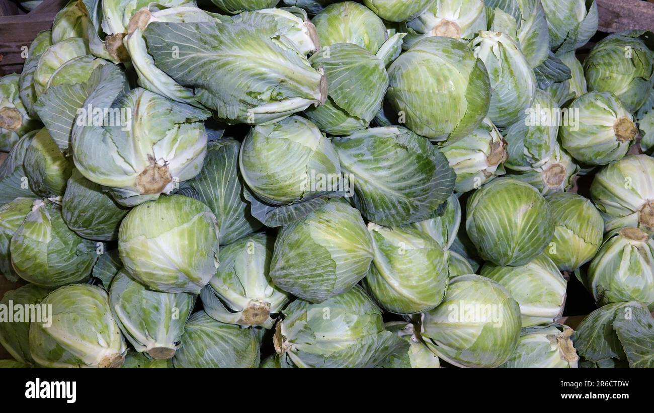 Big pile of green fresh cabbage in the refrigerated warehouse. Storage of fresh cabbage Stock Photo