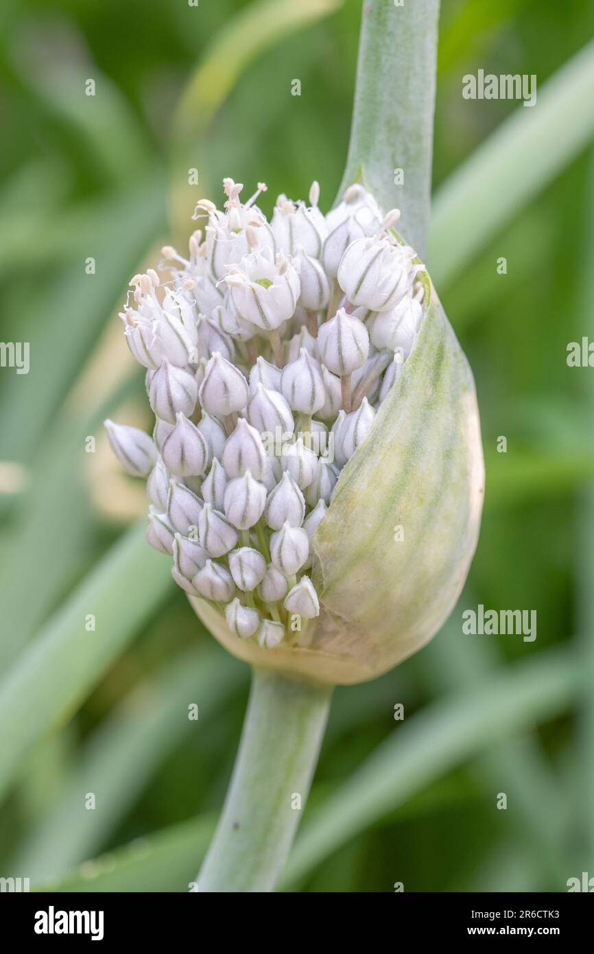 The scape of a bolting onion plant in a raised bed in the vegetable