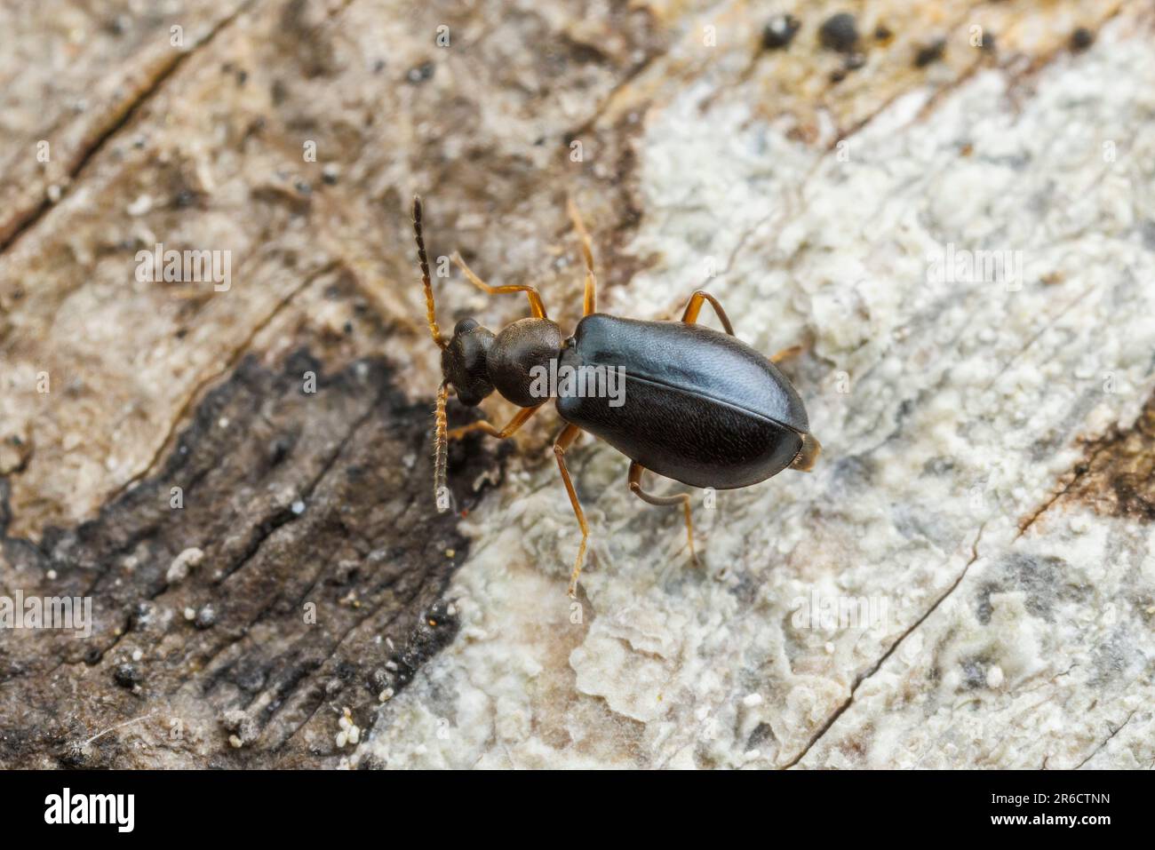 Malachite Beetle (Hypebaeus oblitus) - Female Stock Photo