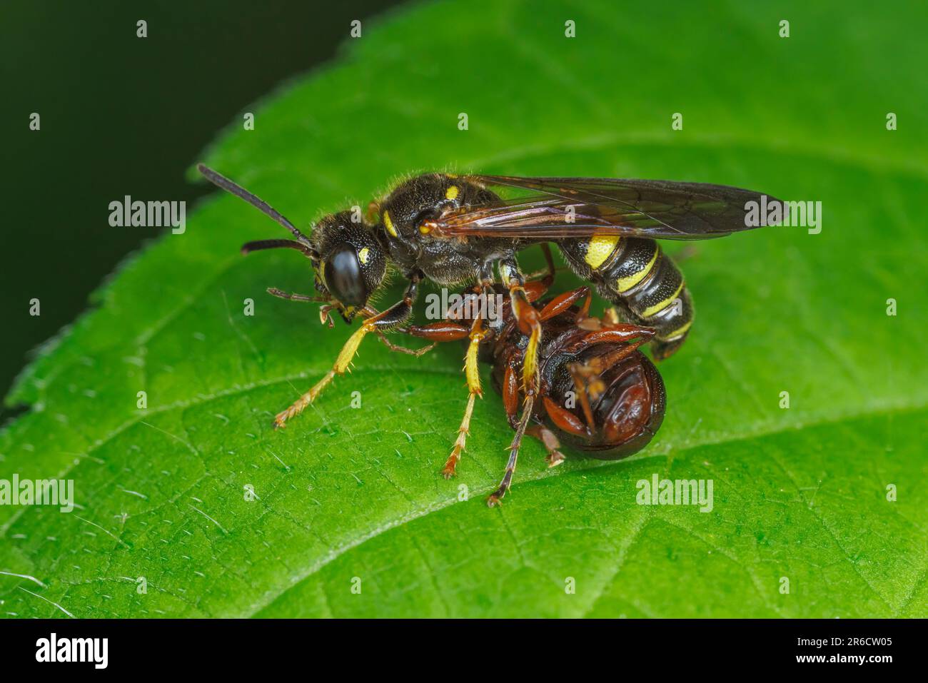 Crabronid Wasp (Crabronidae) with captured beetle prey. Stock Photo