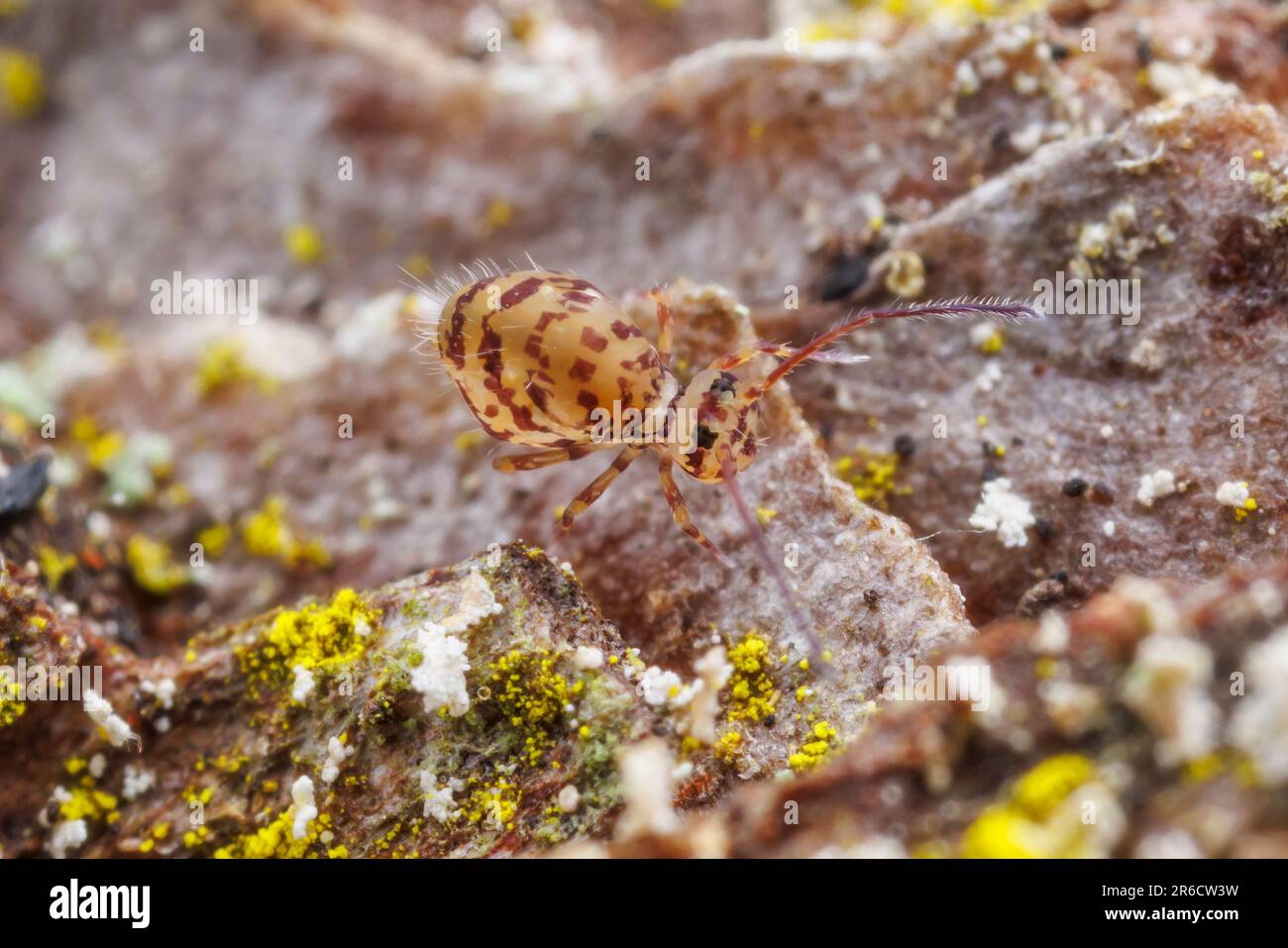 Globular Springtail (Ptenothrix marmorata) Stock Photo