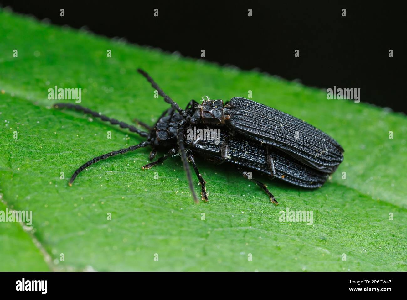 Net-winged Beetles (Erotides sculptilis) mating. Stock Photo