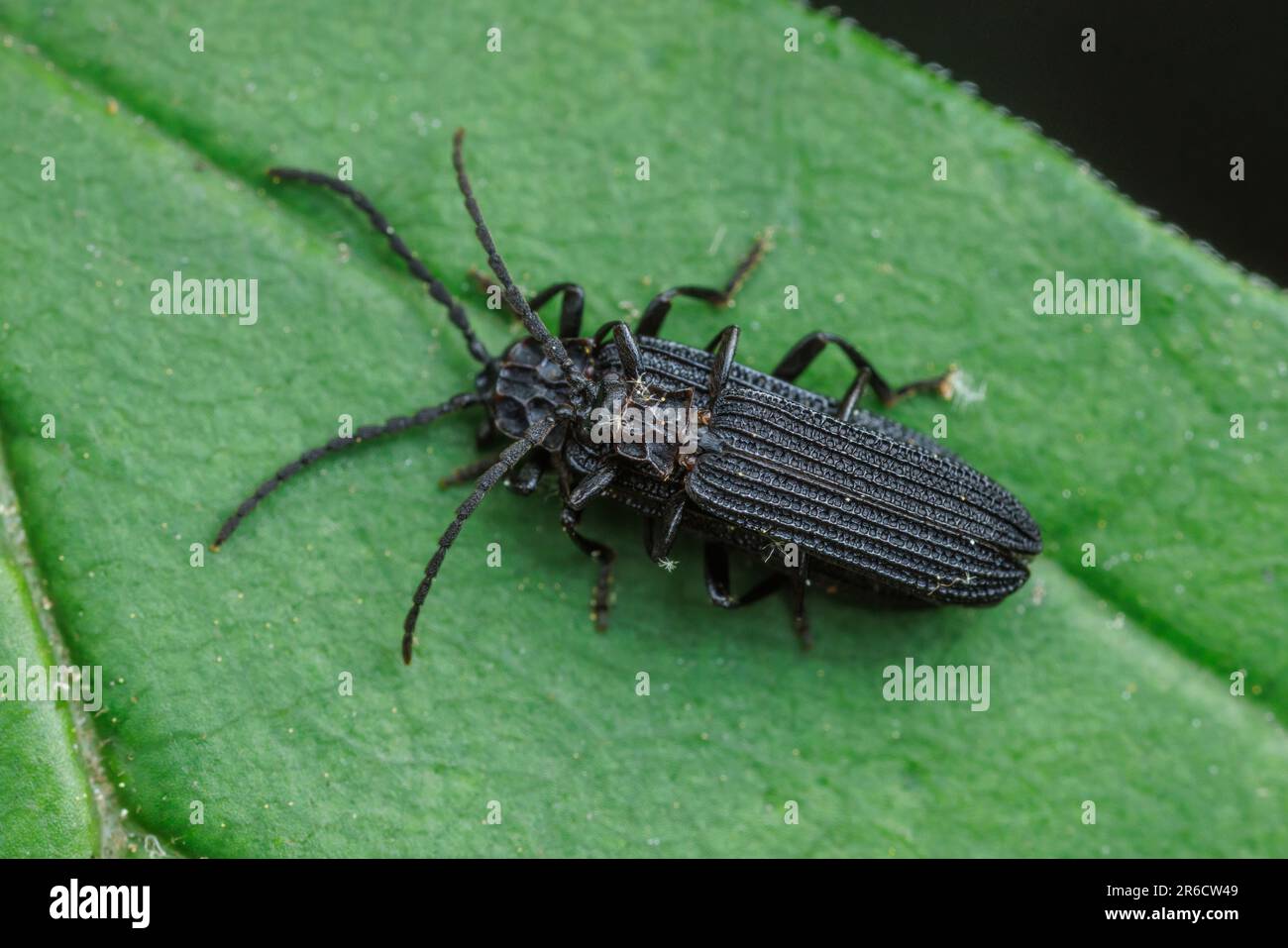 Net-winged Beetles (Erotides sculptilis) mating. Stock Photo