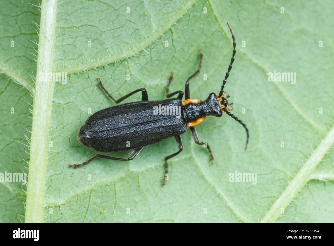 Soldier Beetle (Podabrus rugosulus Stock Photo Alamy