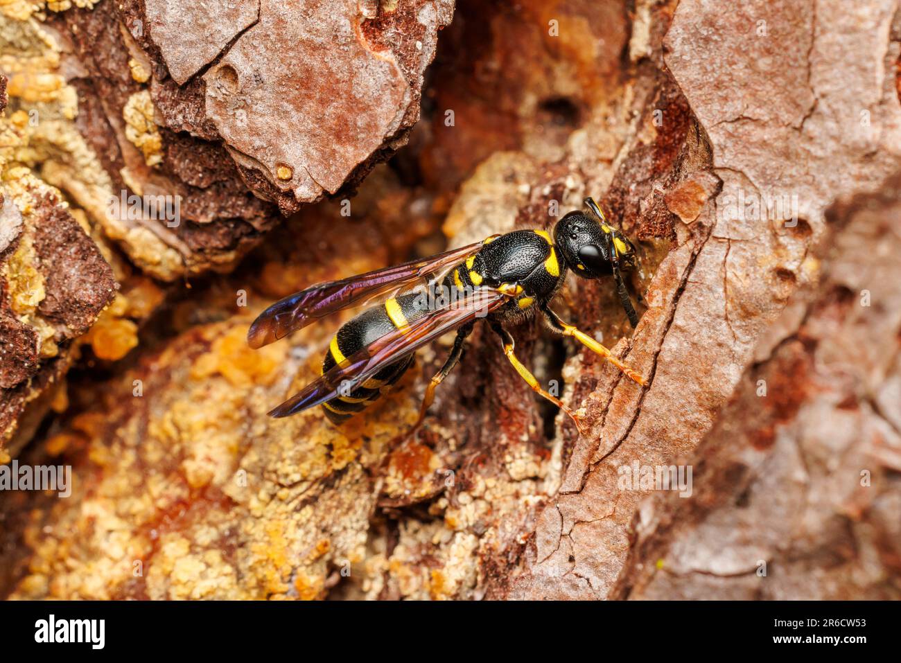 Potter Wasp (Ancistrocerus adiabatus) Stock Photo