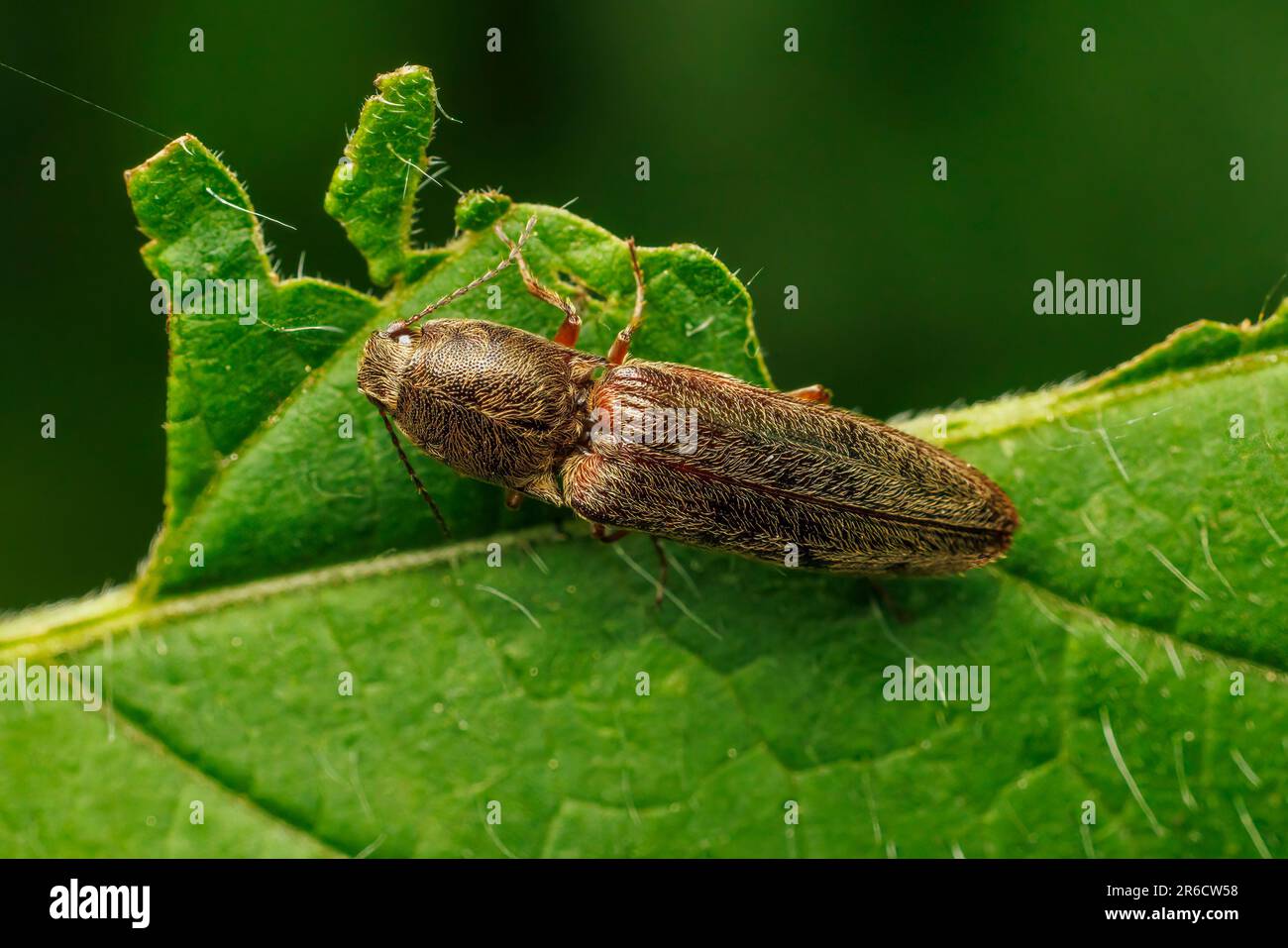 Click Beetle (Gambrinus griseus) Stock Photo