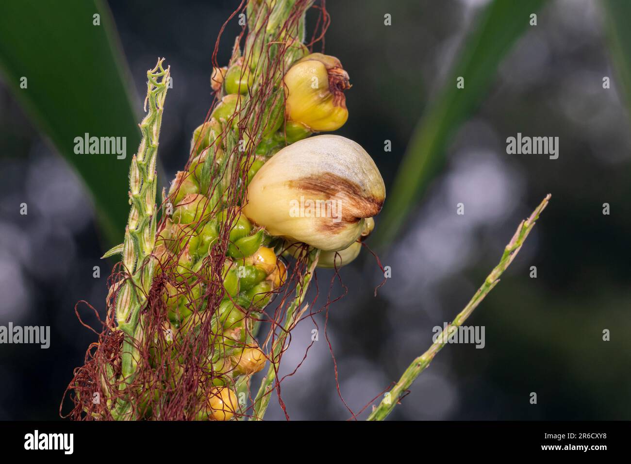 Corn smut galls on tassel of cornstalk. Farming, agriculture and plant disease concept. Stock Photo