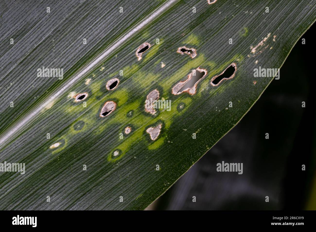 Corn gray leaf spot on leaf of cornstalk. Cornfield fungal disease, farming and agriculture concept. Stock Photo