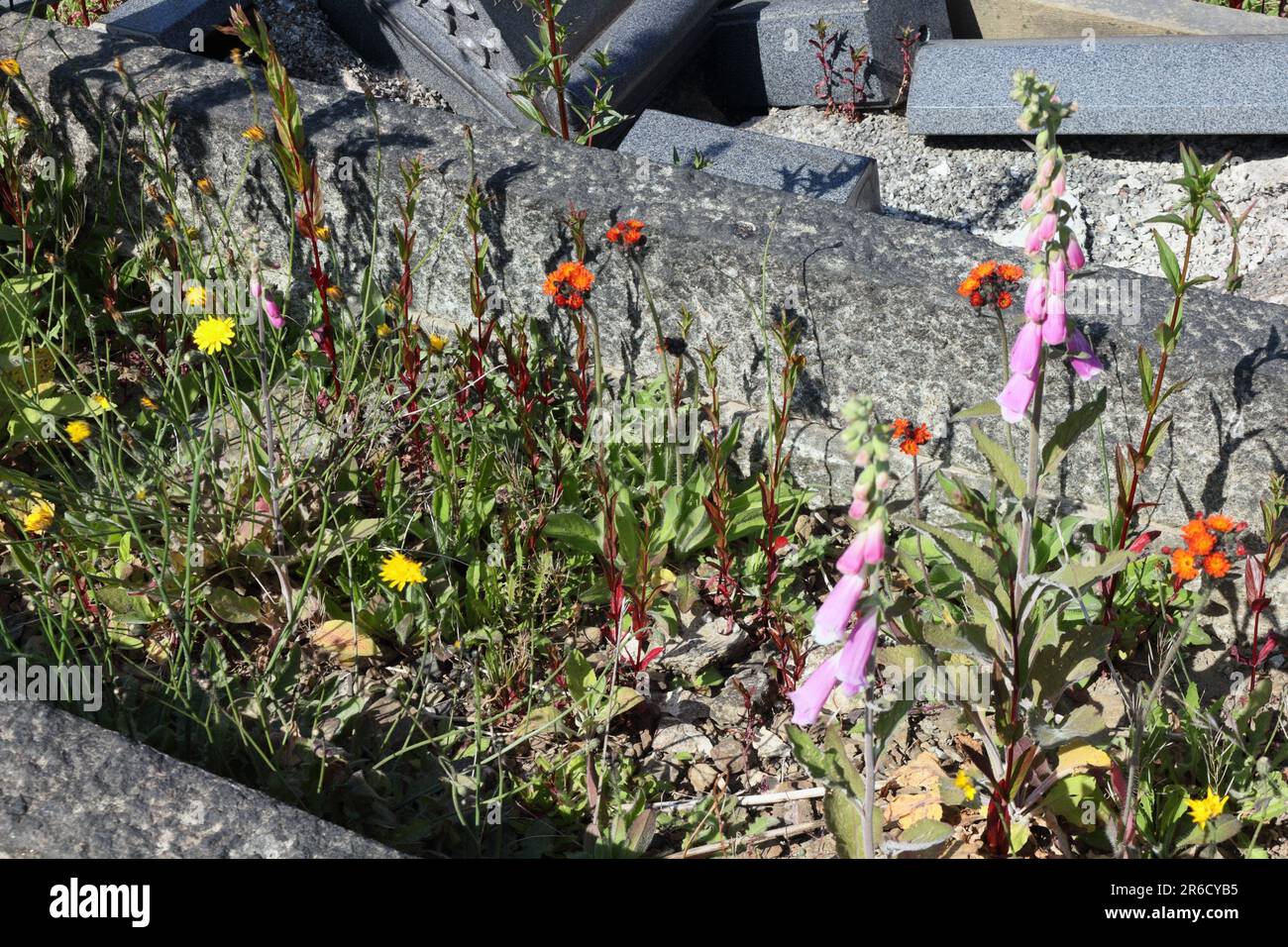 Wildflowers growing between unmowed graves in Abbey Lane cemetery Sheffield England UK