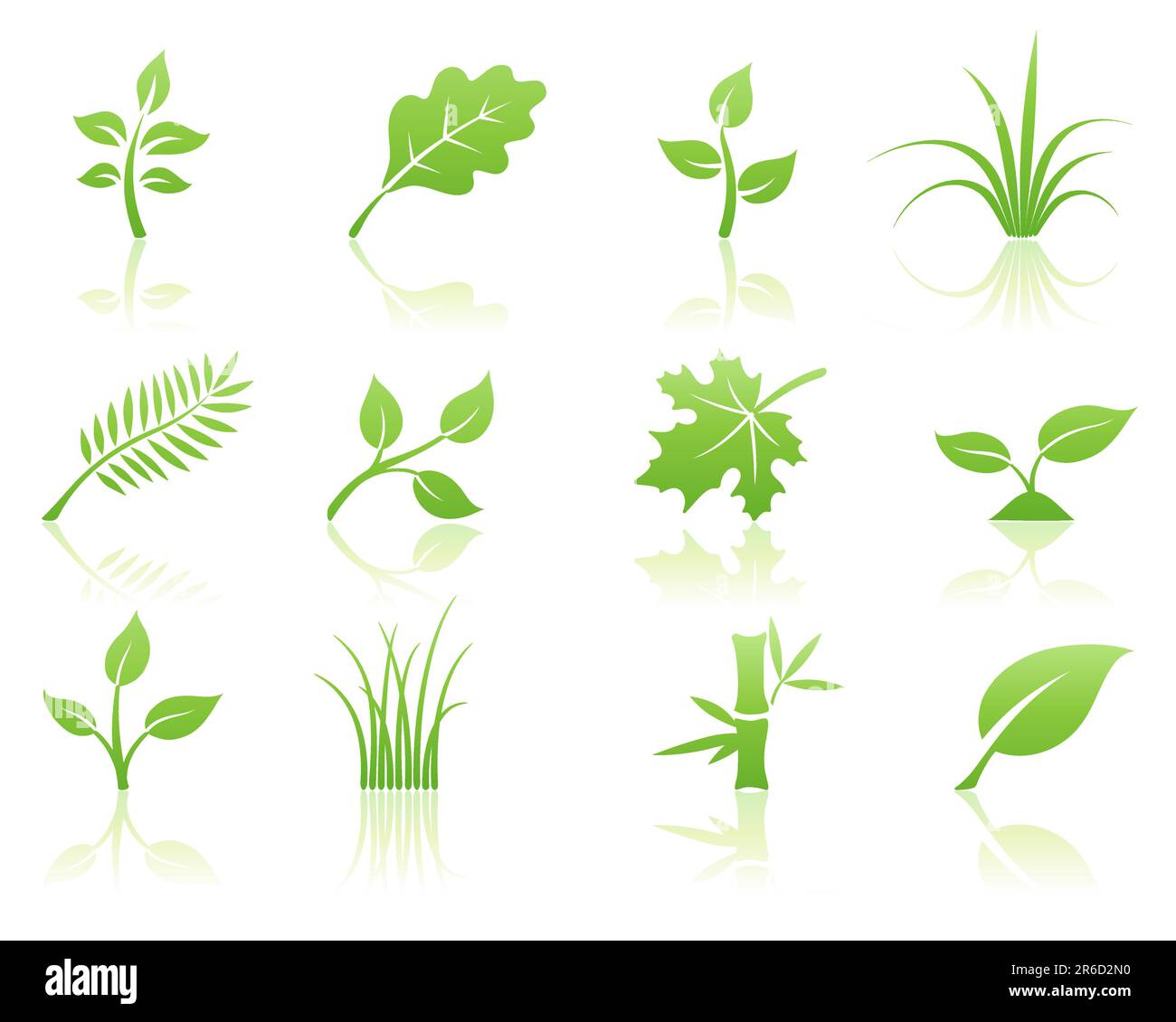 Beech tree sapling Stock Vector Images - Alamy