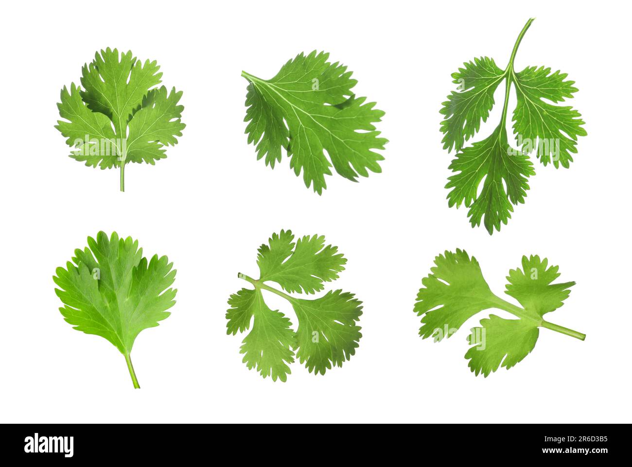 Set with many fresh cilantro leaves on white background Stock Photo Alamy