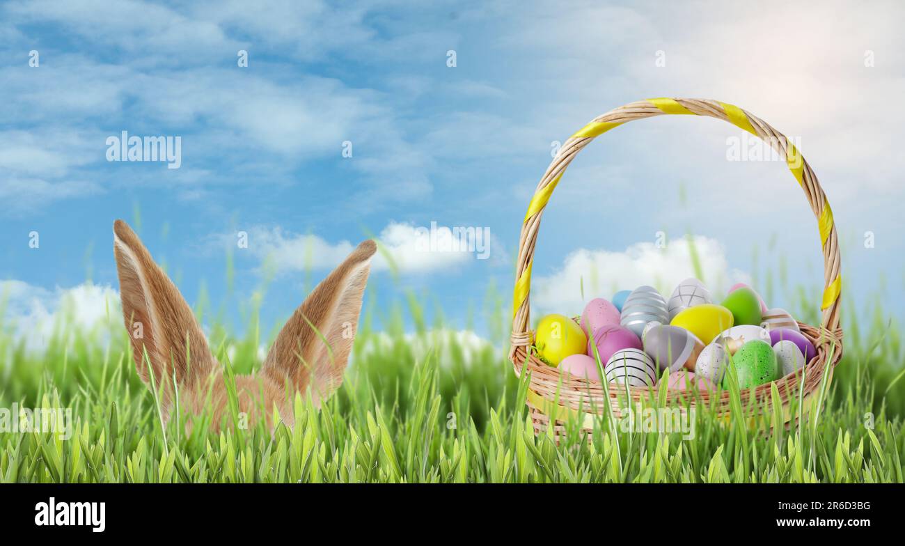 Bunny hiding near wicker basket full of Easter eggs in green grass on ...