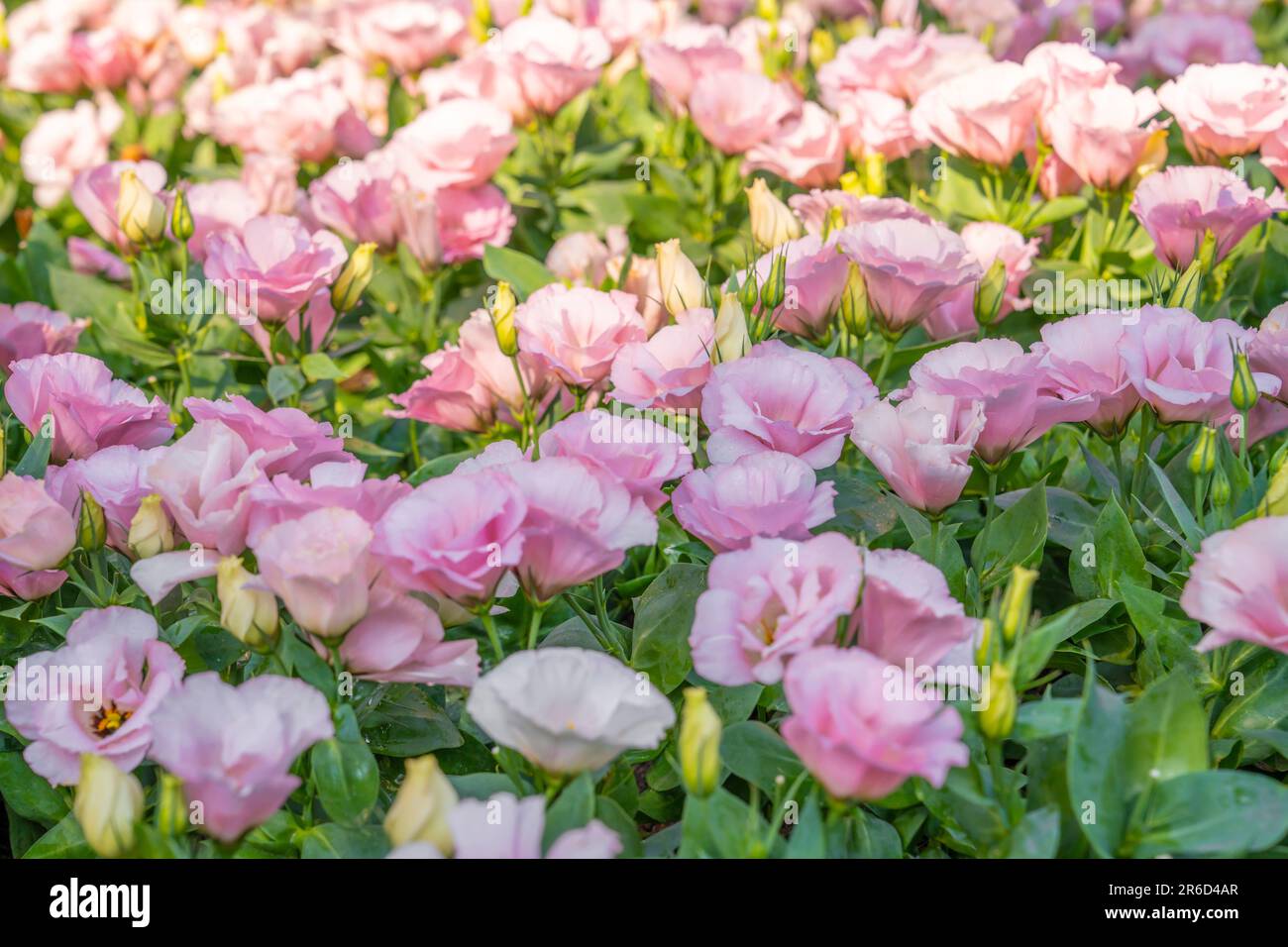 Blooming pink  lisianthus bloom on sunny day. Stock Photo