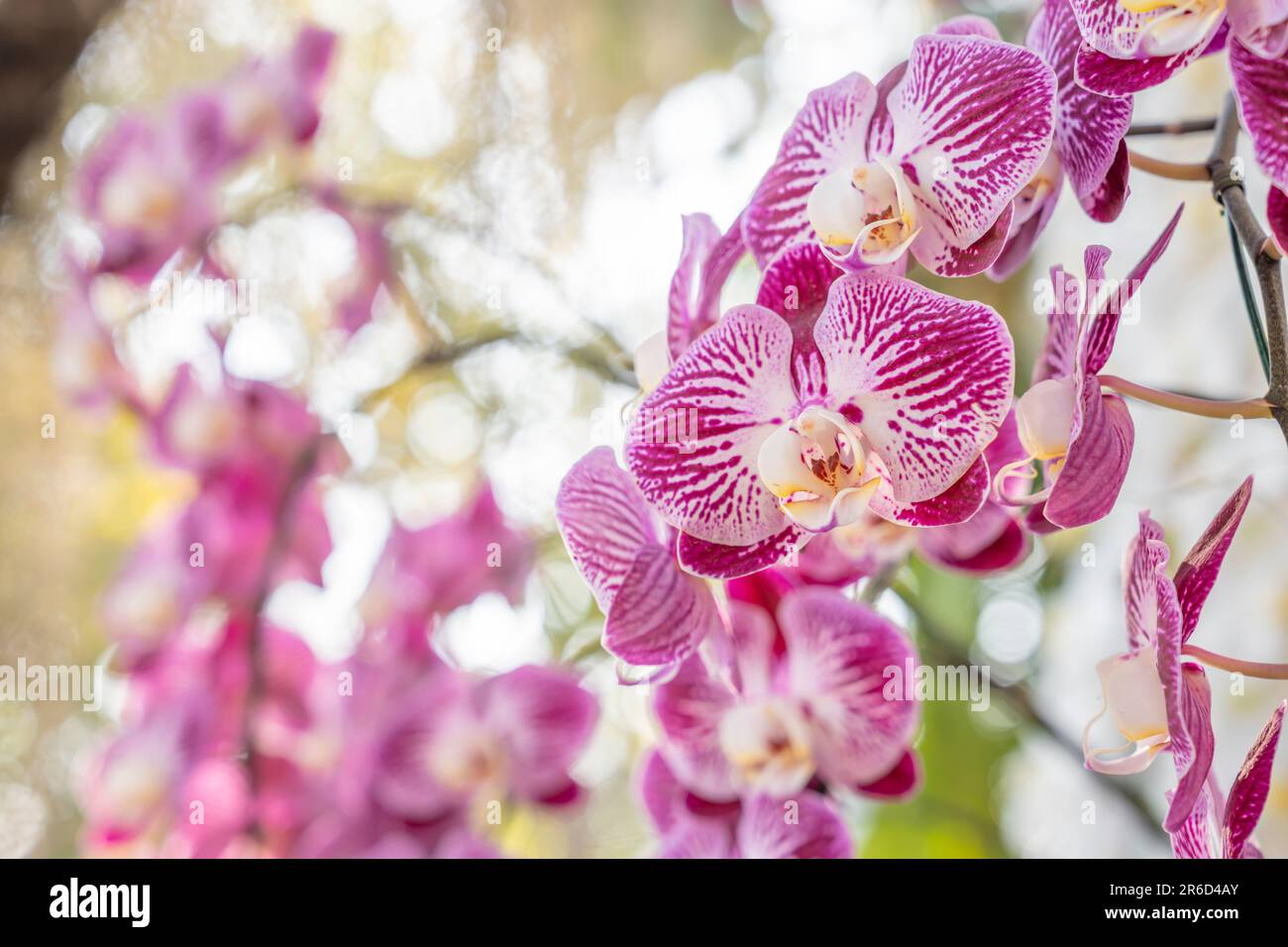 Beautiful Phalaenopsis Orchid flower blooming in garden floral background Stock Photo