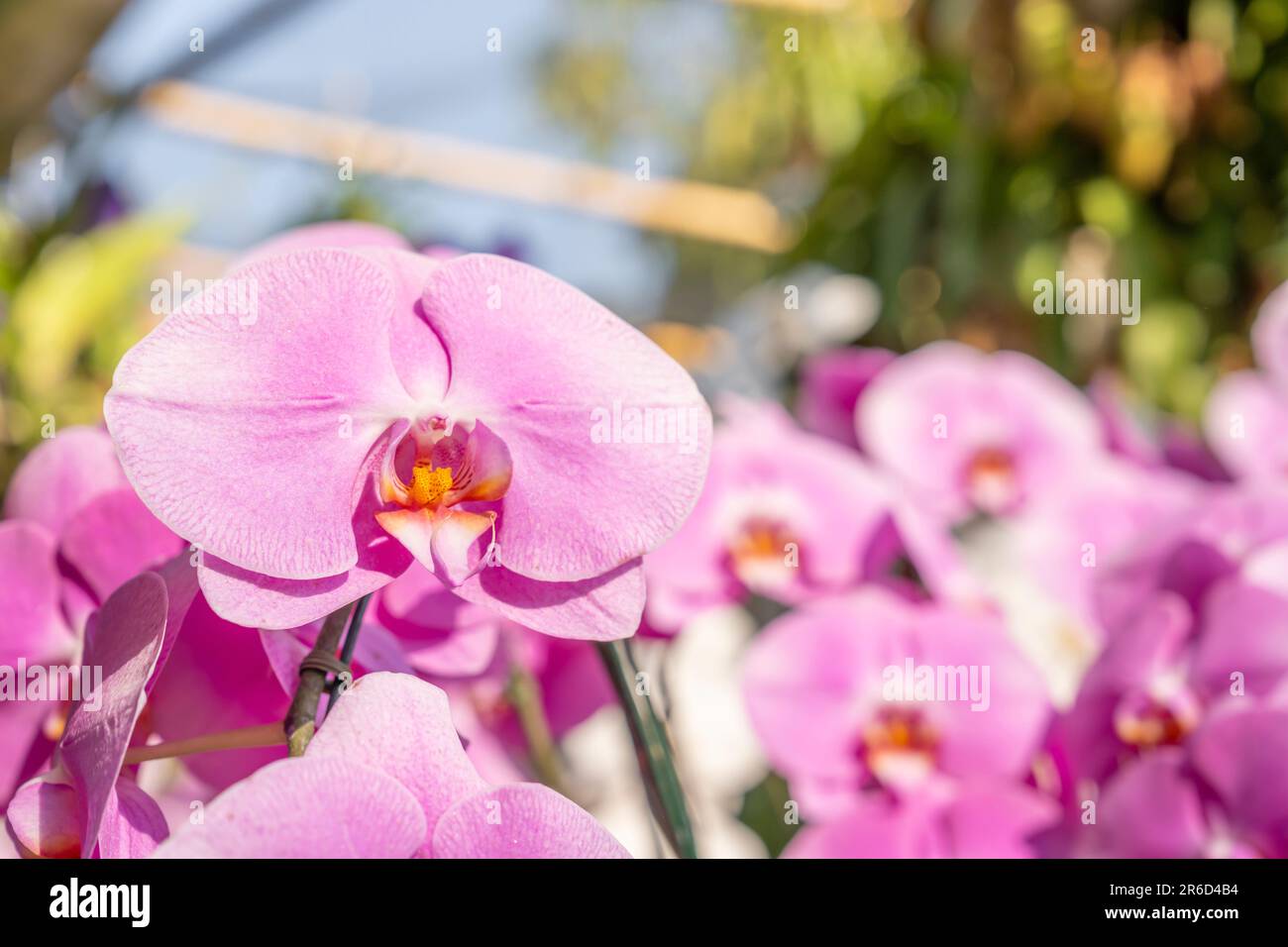 Pink orchids in an orchid garden Stock Photo - Alamy