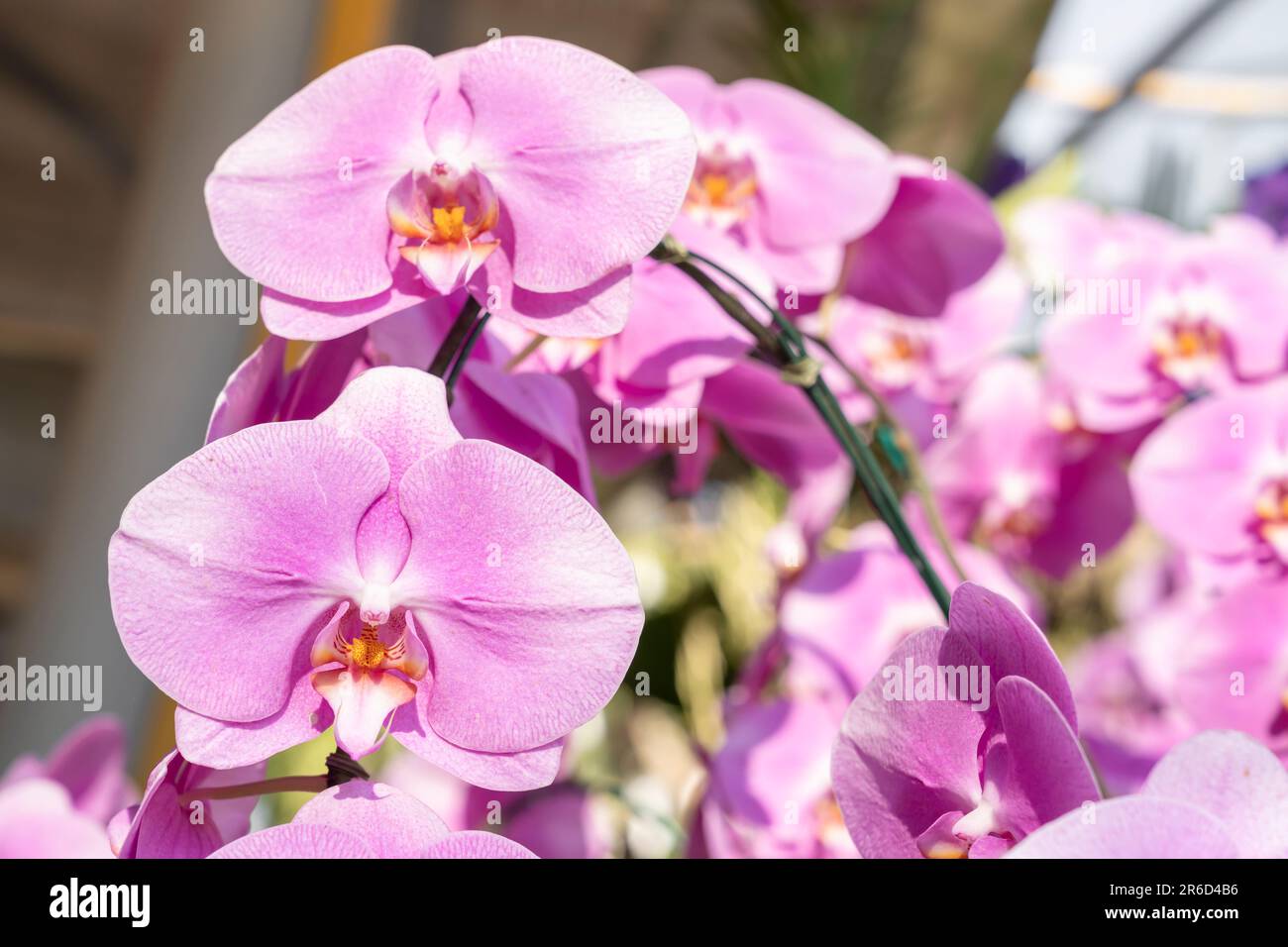 Closeup view of a pink mottled Phalaenopsis orchid plant. Stock Photo