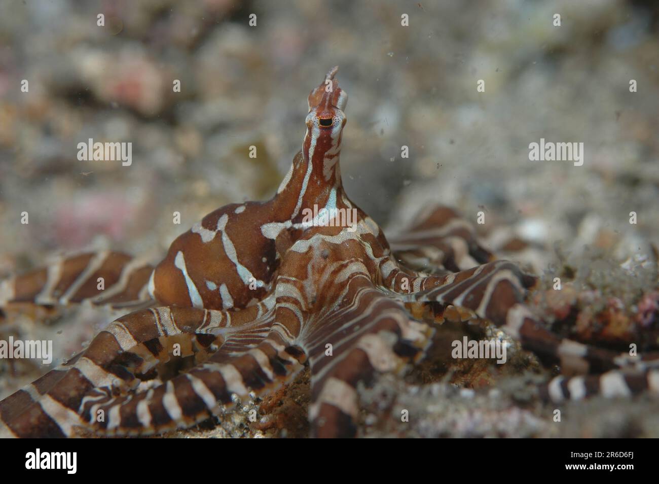 Banded octopus hi-res stock photography and images - Alamy