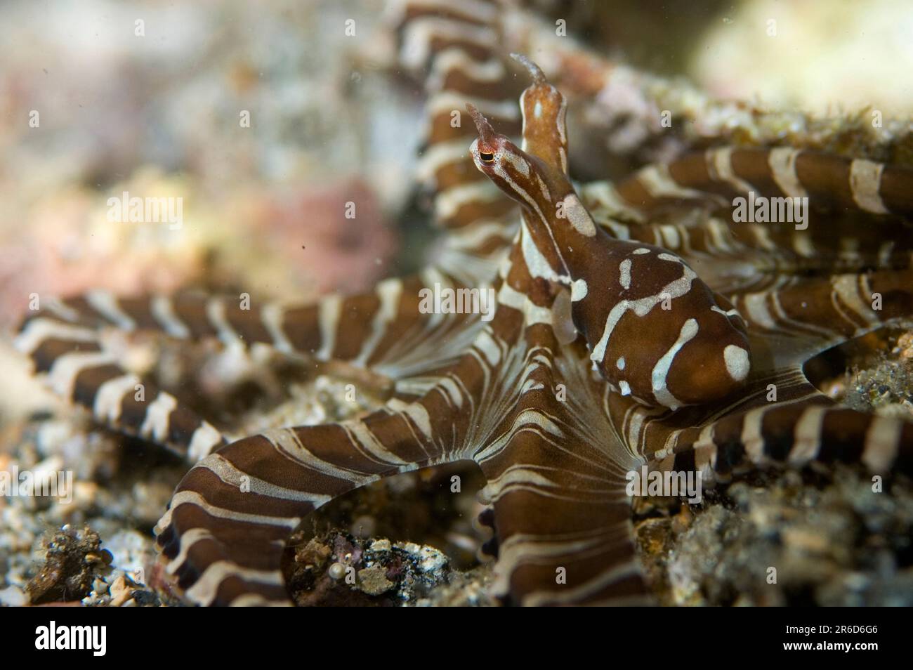 Banded octopus hi-res stock photography and images - Alamy