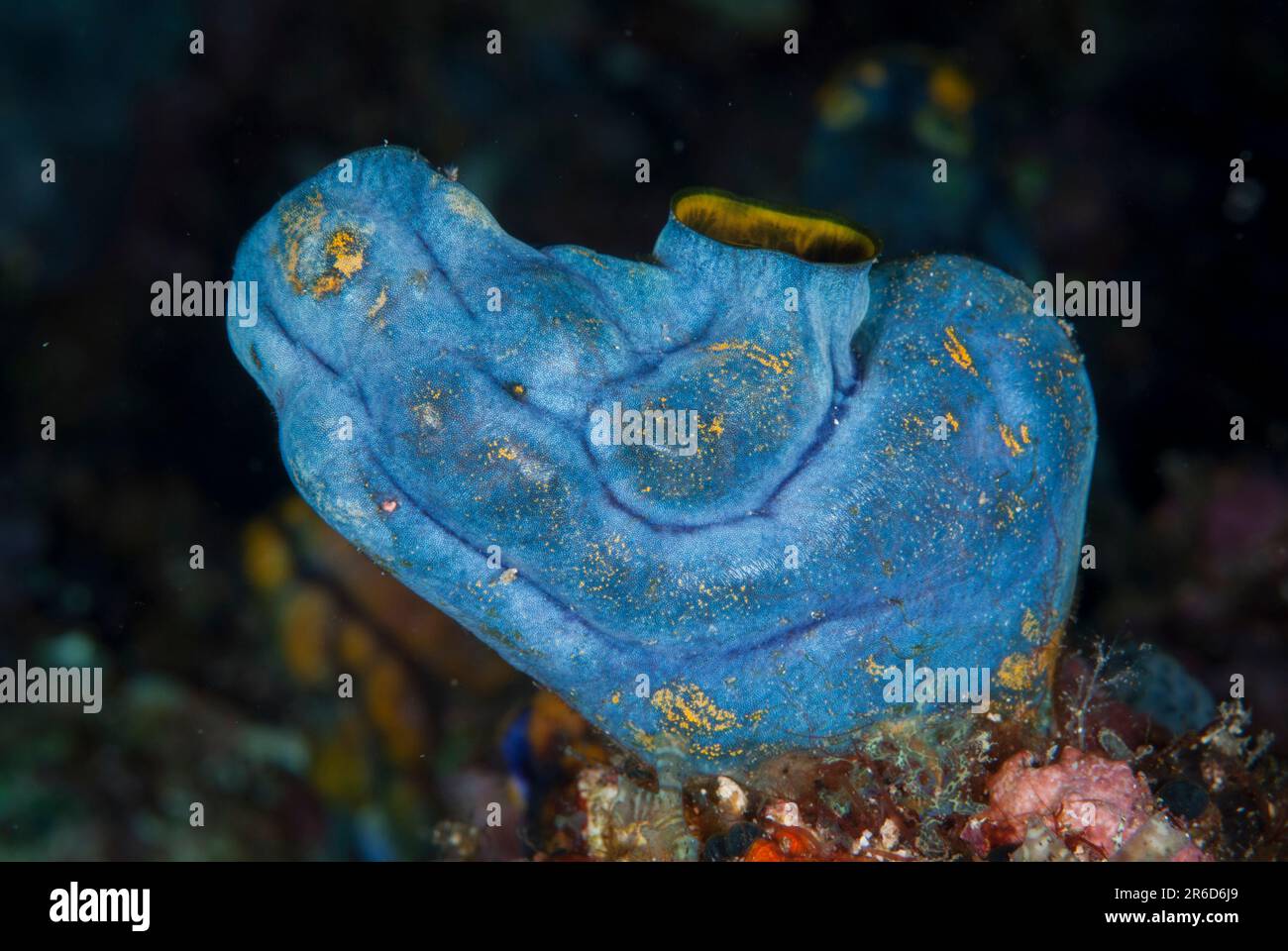 Blue form of Golden Sea Squirt, Polycarpa aurata, Hukurilla dive site, near Ambon, Moluccas, Indonesia Stock Photo