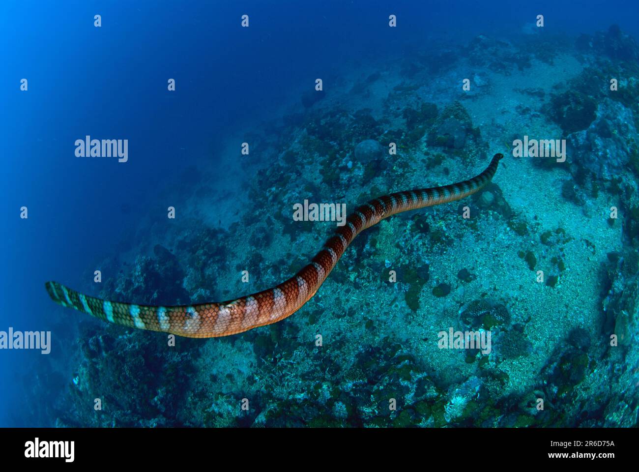 Banded Sea Snake, Laticauda semifasciata, descending to seafloor after going to surface for air, Gunung Api, Banda Sea, Moluccas, Indonesia Stock Photo