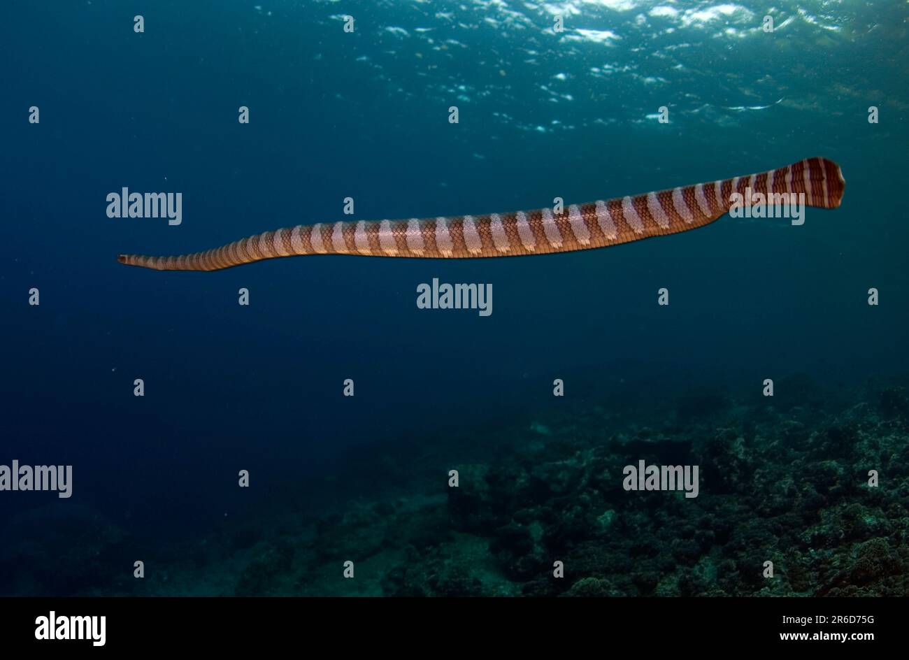 Banded Sea Snake, Laticauda semifasciata, freeswimming, Gunung Api, Banda Sea, Indonesia Stock Photo