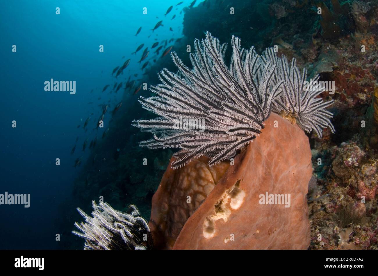 Crinoids, Comatulida Order, on Ianthella Sponge, Ianthella sp, Riong Island, near Alor, Banda Sea, Indonesia Stock Photo