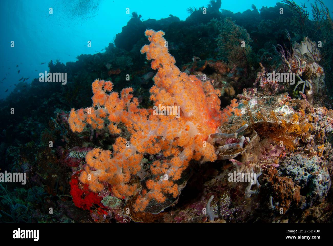 Soft Glomerate Tree Coral, Spongodes sp, Riong Island, near Alor, Banda Sea, Indonesia Stock Photo