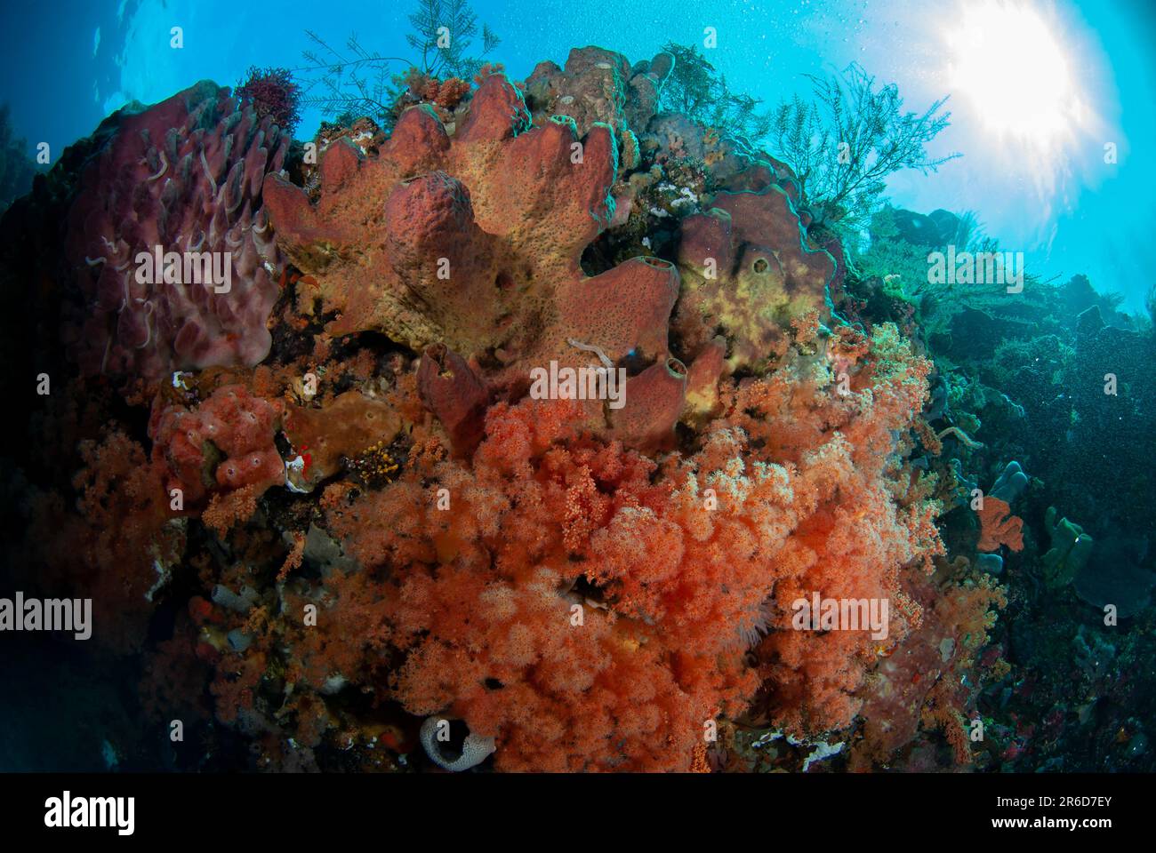 Soft Glomerate Tree Coral, Spongodes sp, and Barrel Sponge (Xestospongia testudinaria, Ternate Is, Alor Island, Banda Sea, Indonesia Stock Photo