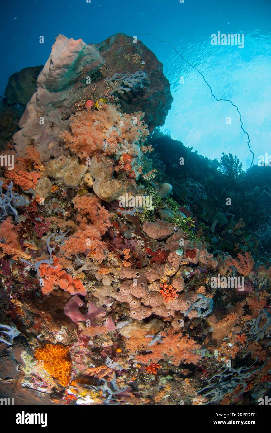 Soft Glomerate Tree Coral, Spongodes sp, and  Ianthella Sponge, Ianthella sp, Ternate Is, Alor Island, Banda Sea, Indonesia Stock Photo