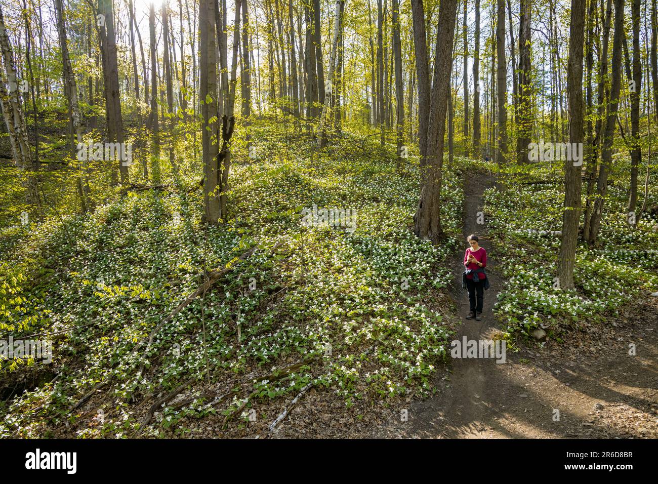 A woman walking in forested hillside with thousands of Wild Trilliums. Stock Photo
