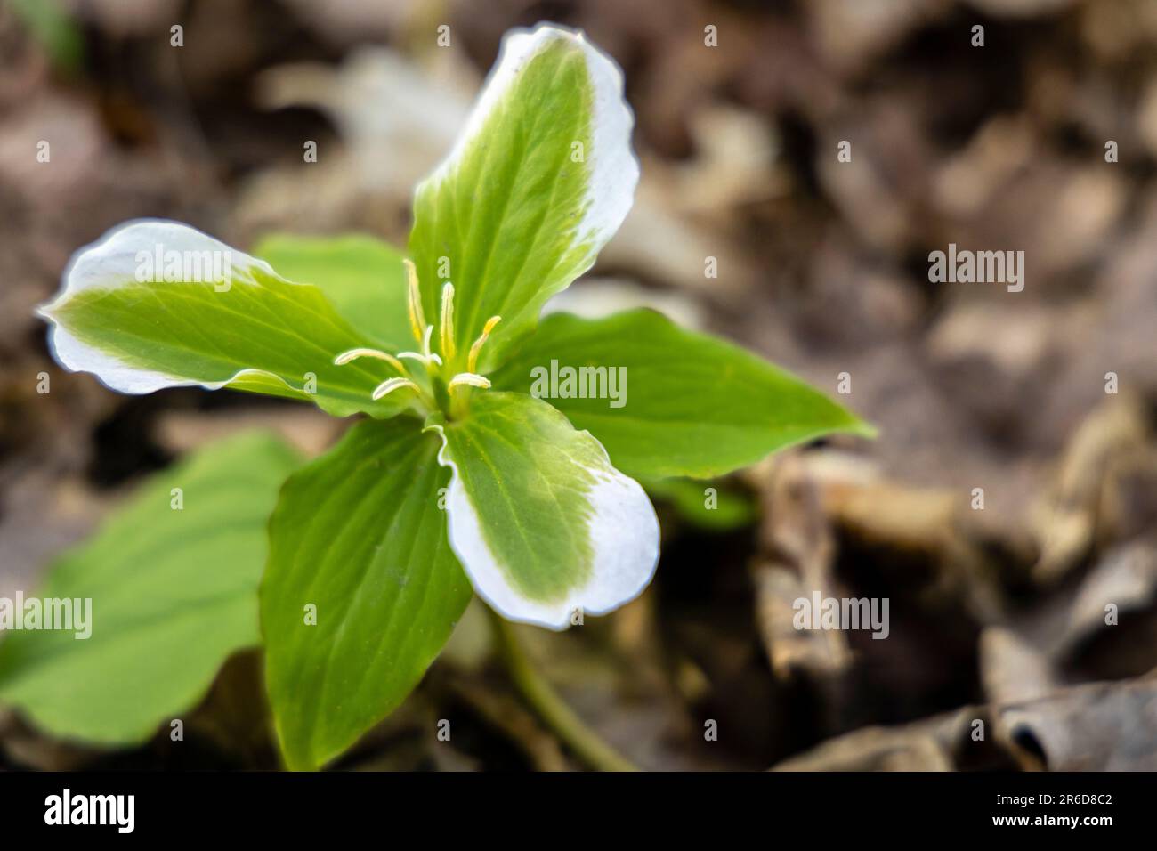 A green and white trillium with plant parasite. Stock Photo