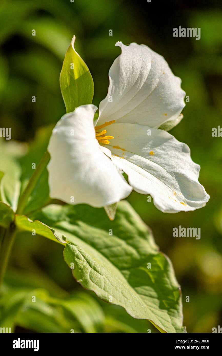 The white trillium (Trillium grandiflorum) serves as the official