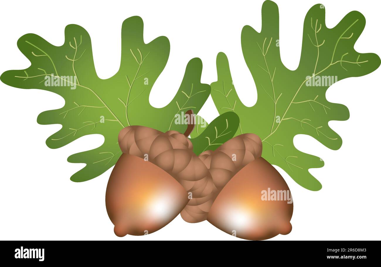 Realistic leaves and acorns in a festive arrangement. Stock Vector
