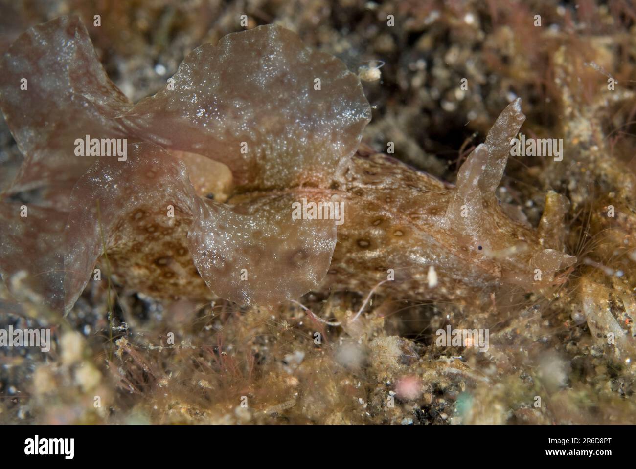 Spotted Sea Hare, Aplysia argus, Aer Perang dive site, Lembeh Straits, Sulawesi, Indonesia Stock Photo