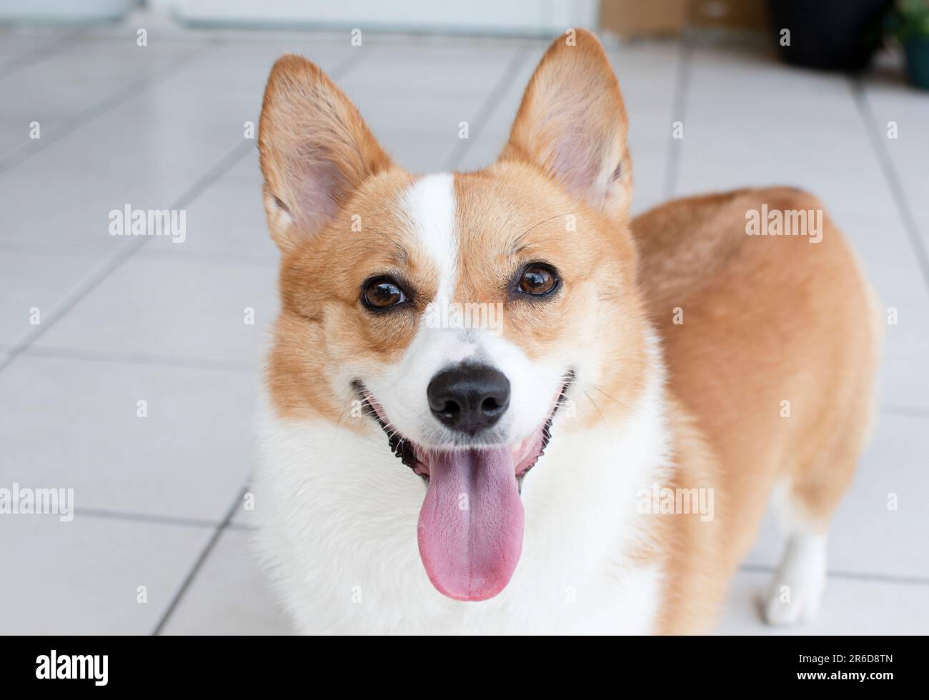 Portrait of Pembroke Welsh Corgi. Portrait of the dog looking at the ...