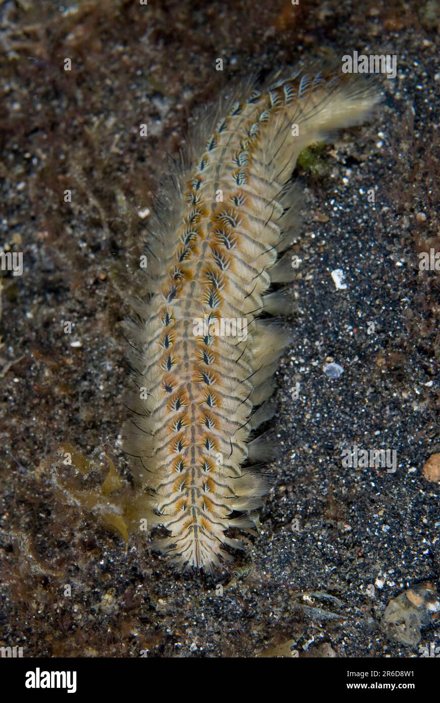 Fire Worm, Chloeia sp, on black sand, Aer Perang dive site, Lembeh Straits, Sulawesi, Indonesia Stock Photo