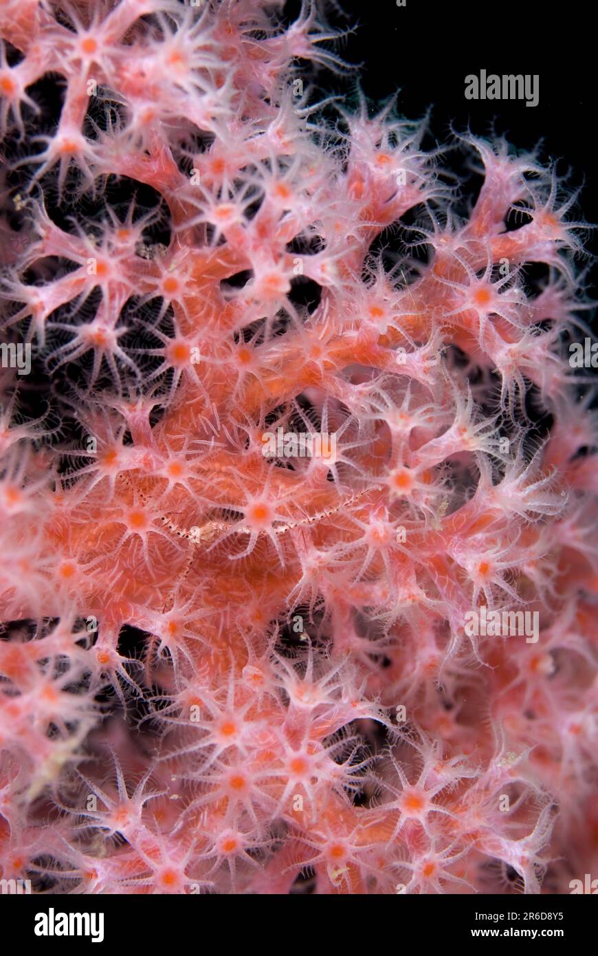 Divaricate Tree Coral, Spongodes sp, Batu Sandar dive site, Lembeh Straits, Sulawesi, Indonesia Stock Photo
