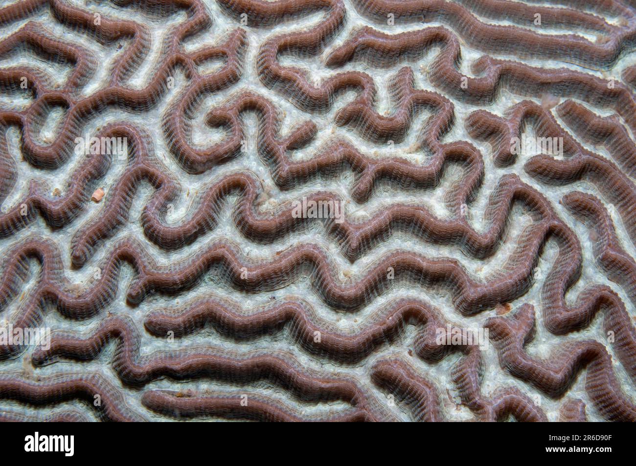 Brain Coral, Platygyra sp, Sarena West dive site, Lembeh Straits, Sulawesi, Indonesia Stock Photo